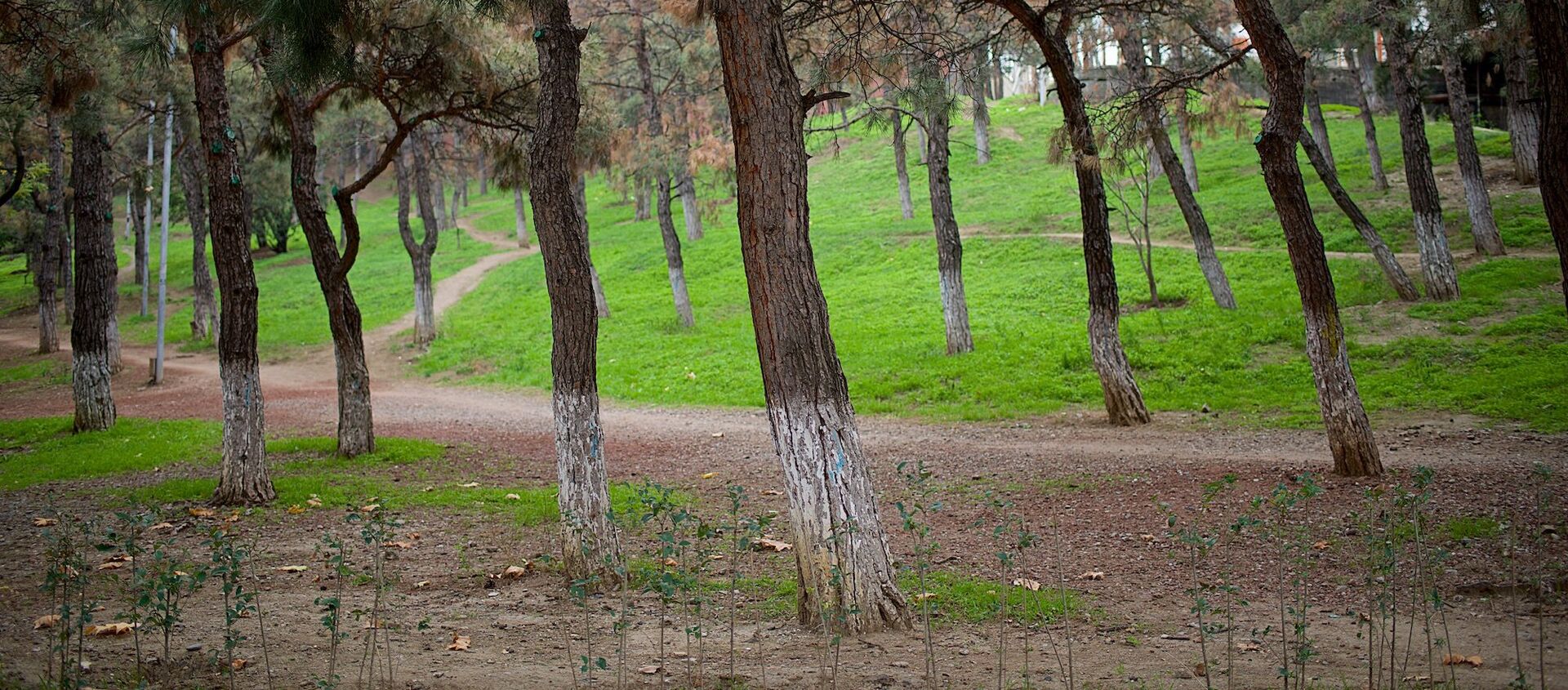 Хвойные деревья в одном из тбилисских парков - Sputnik Грузия, 1920, 22.04.2021