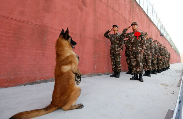 ჯარის ძაღლი უყურებს პენსიაზე გასული ჯარისკაცების სამხედრო სალამს, ჩინეთი - Sputnik საქართველო