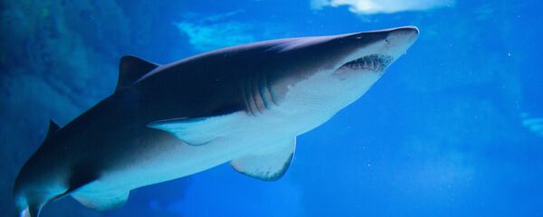 ოკეანარაიუმი მოსკოვში - Sputnik საქართველო