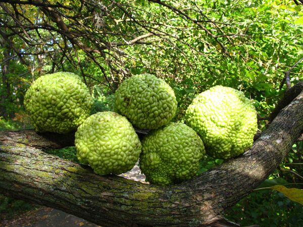 მაკლურა მაკლურა - Sputnik საქართველო