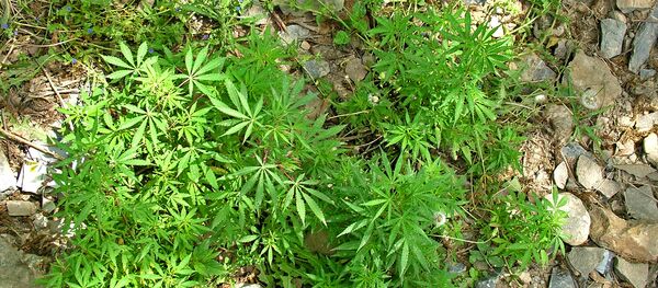 მარიხუანა - Sputnik საქართველო