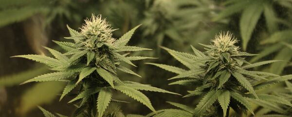 მარიხუანა მარიხუანა - Sputnik საქართველო