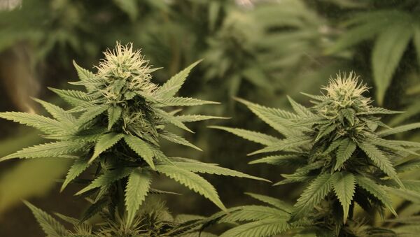 Марихуана видное фото конопли марихуаны