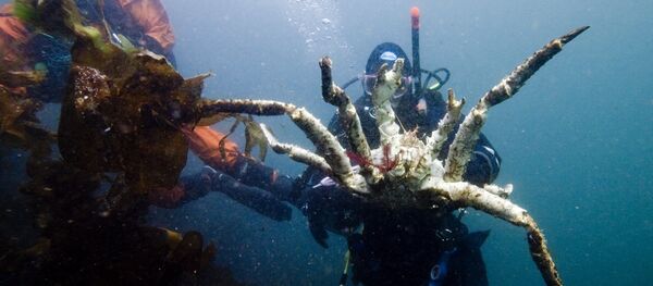 Баренцево море. Териберская бухта - Sputnik Грузия