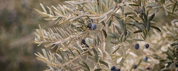 ზეთისხილის ხე კახეთში ზეთისხილის ხე კახეთში - Sputnik საქართველო