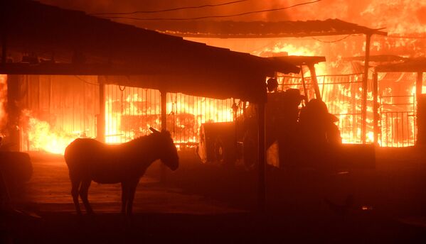 В тушении пожара задействованы около двух тысяч пожарных, но огонь пока удалось сдержать лишь на трех процентах территории, сообщают власти штата - Sputnik Грузия