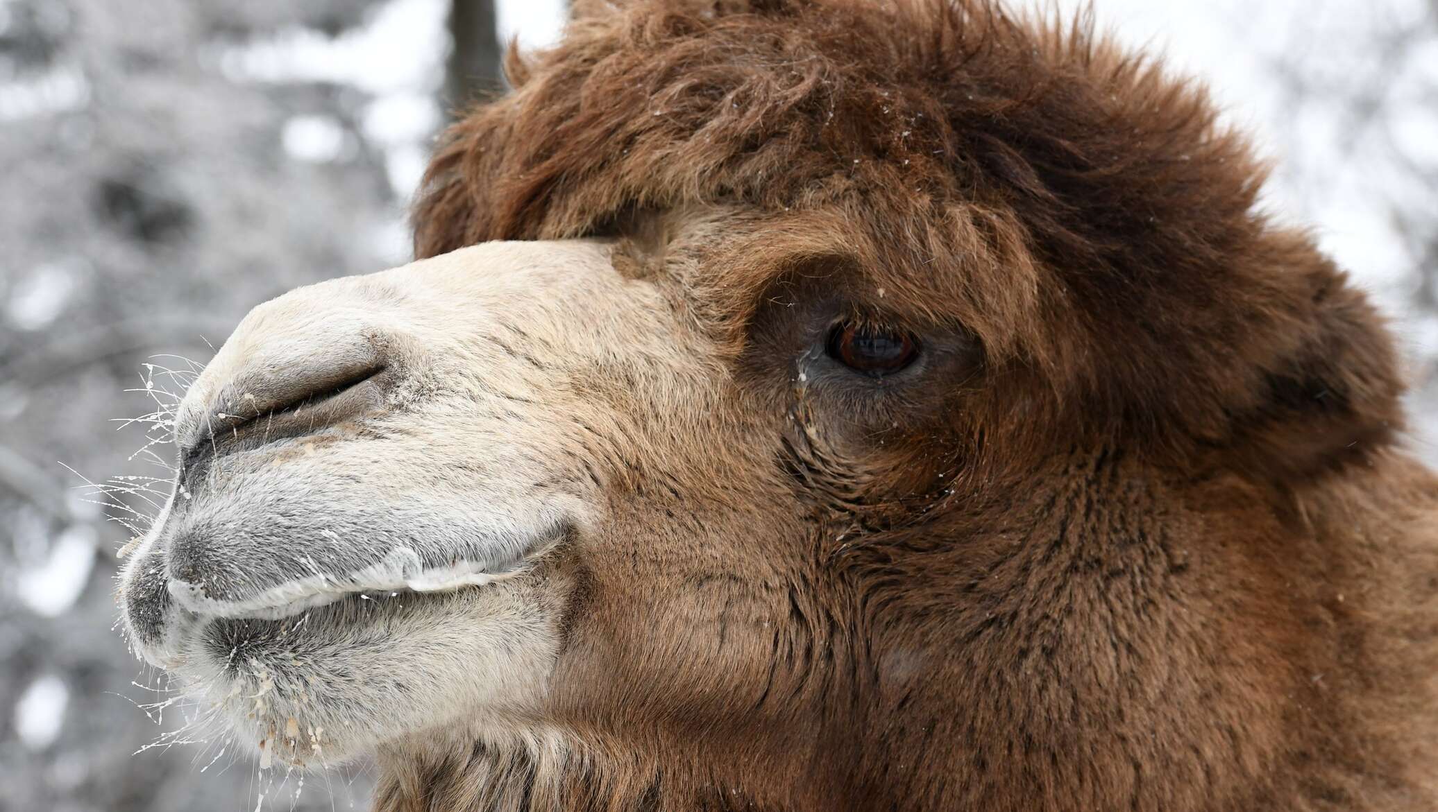 Связать верблюда. Покормить верблюда. Camel Russian.