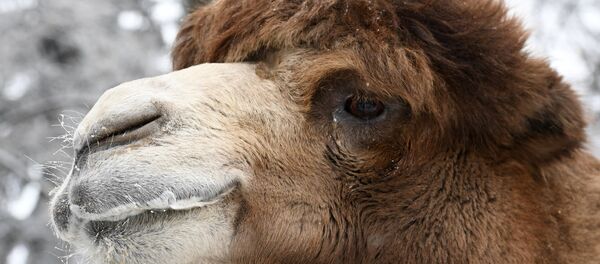 Гжельский завод художественной росписи в Московской области - Sputnik Грузия