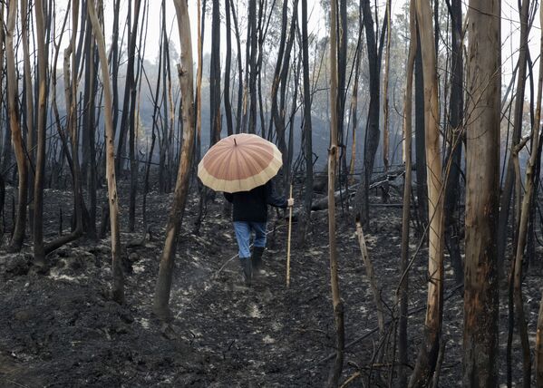 ხანძრის შედეგად გადამწვარი ტყე ესპანეთში, 16 ოქტომბერი - Sputnik საქართველო