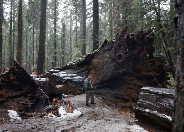 Поваленное ураганом знаменитая секвойя-тоннель Pioneer Cabin Tree в калифорнийском лесу. Снимок сделан 9 января 2017 года - Sputnik Грузия