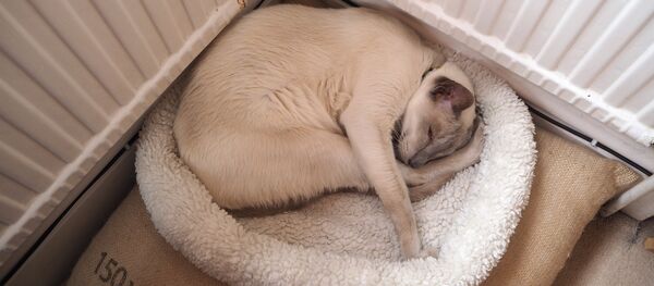 გათბობის რადიატორთან მოკალათებული კატა გათბობის რადიატორთან მოკალათებული კატა - Sputnik საქართველო