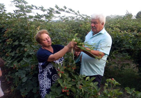 მაყვლის ბაღში მაყვლის ბაღში - Sputnik საქართველო