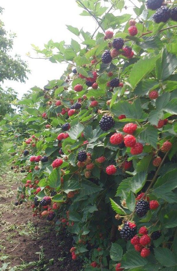 მაყვალი მაყვალი - Sputnik საქართველო