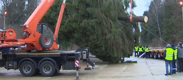В Подмосковье срубили главную елку страны В Подмосковье срубили главную елку страны - Sputnik Грузия