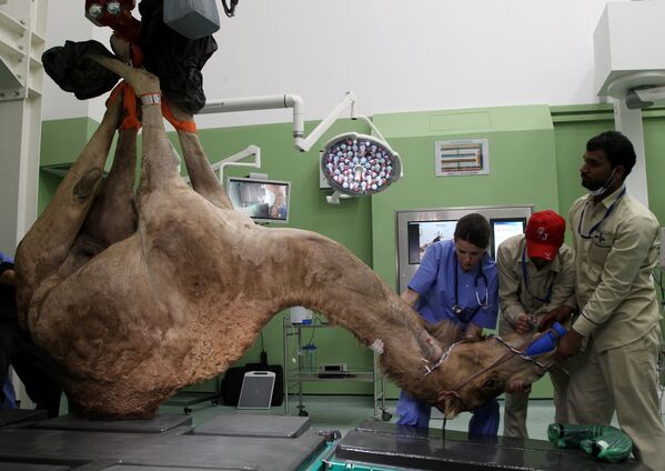 Обычный рабочий день самой обычной ветеринарной клиники в Дубаи. Врачи больницы для верблюдов осматривают своего пациента перед тем, как назначить ему лечение - Sputnik Грузия