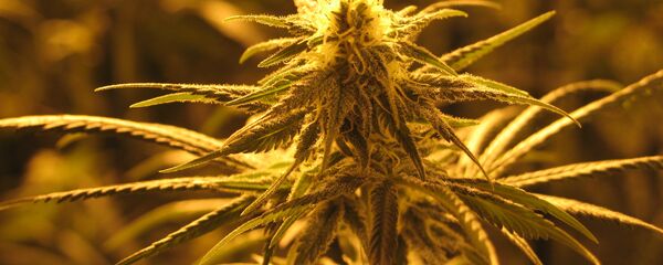 მარიხუანა - Sputnik საქართველო