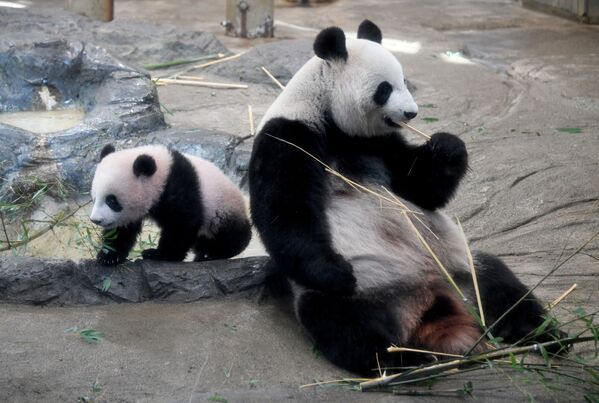 Шестимесячную панду Сян-Сян впервые показали публике в токийском зоопарке Уэно. Это первый случай в зоопарке за почти 30 лет, когда детеныш большой панды доживает до полугода. Для того, чтобы первыми увидеть маленькую панду, более 250 тысяч японцев приняли участие в лотерейном розыгрыше - счастливые победители получили билеты в зоопарк - Sputnik Грузия