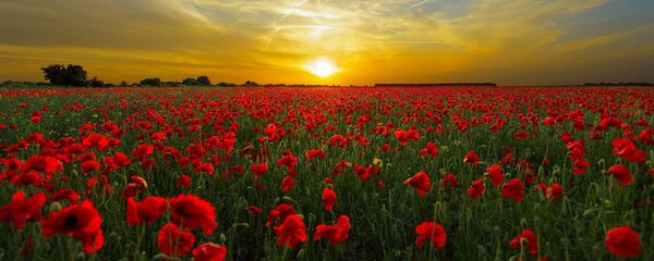 Маки - Sputnik Грузия