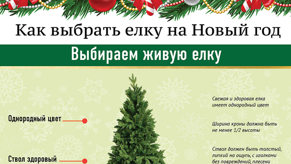 Как выбрать елку на Новый год - Sputnik Грузия