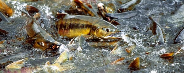 ქვირითის დაყრა - Sputnik საქართველო