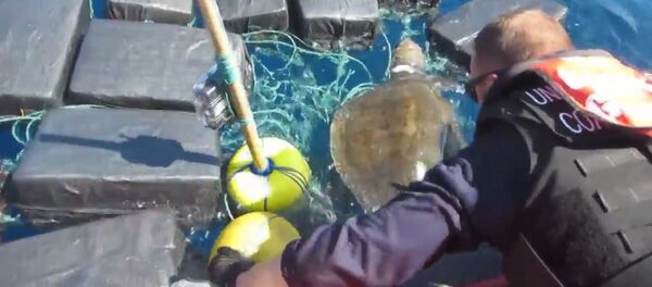 Спасение черепахи, застрявшей среди тюков с кокаином - Sputnik Грузия
