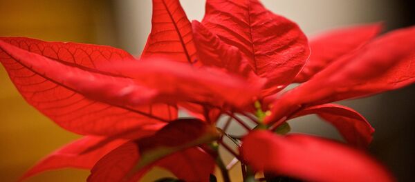 პუანსეტია - შობის ვარსკვლავი - Sputnik საქართველო