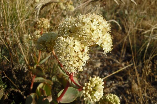 კლდისდუმა - Sputnik საქართველო