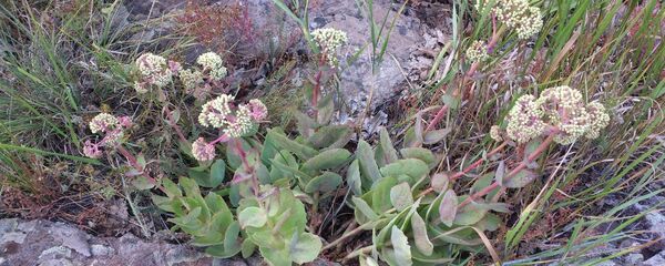 კლდისდუმა კლდისდუმა - Sputnik საქართველო