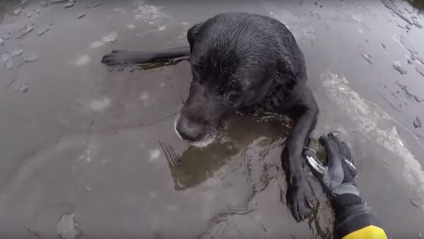 ინგლისში ქალმა გაყინული მდინარიდან ძაღლი გამოიყვანა - Sputnik საქართველო