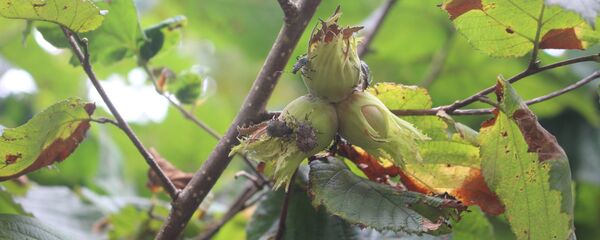 Мраморные клопы - Sputnik Грузия