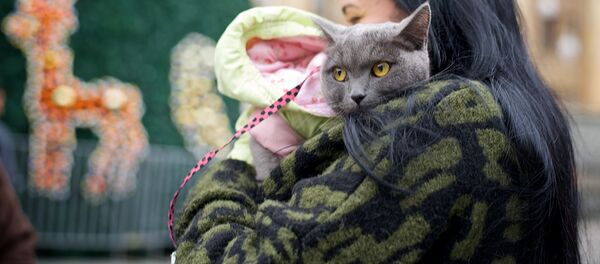 Девушка с кошкой у новогодней елки - Sputnik Грузия