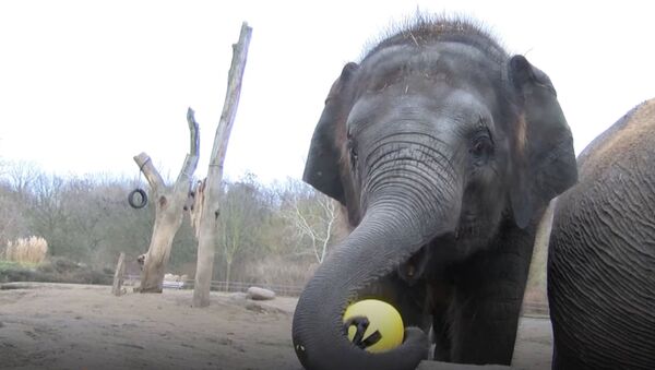 Слоненок Эдгар в берлинском зоопарке отпраздновал двухлетие - Sputnik Грузия