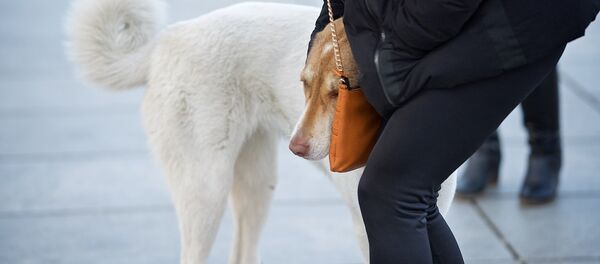 გოგონა და ქუჩის ძაღლი - Sputnik საქართველო