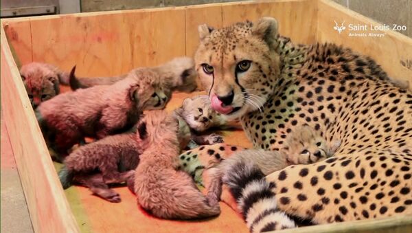 Восемь детенышей родились у самки гепарда в зоопарке Сент-Луиса - Sputnik Грузия