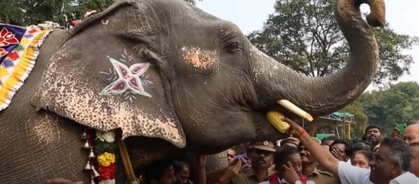 В Индии слонам проводят спа-процедуры - Sputnik Грузия