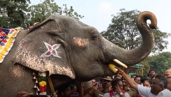 В Индии слонам проводят спа-процедуры - Sputnik Грузия
