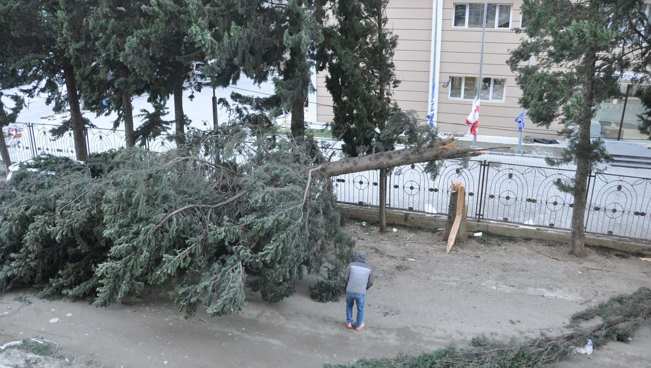 Погода тбилиси май 2024 года. Деревья Тбилиси. Лысое дерево в Тбилиси. Тбилиси ветер. Что за деревья в Тбилиси.