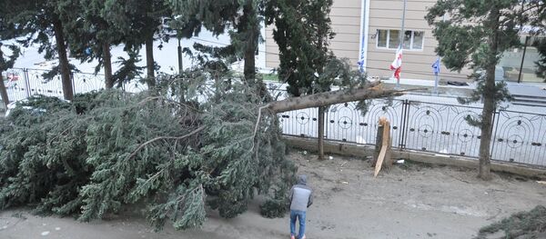 თბილისში ქარმა ხეები მოგლიჯა თბილისში ქარმა ხეები მოგლიჯა - Sputnik საქართველო