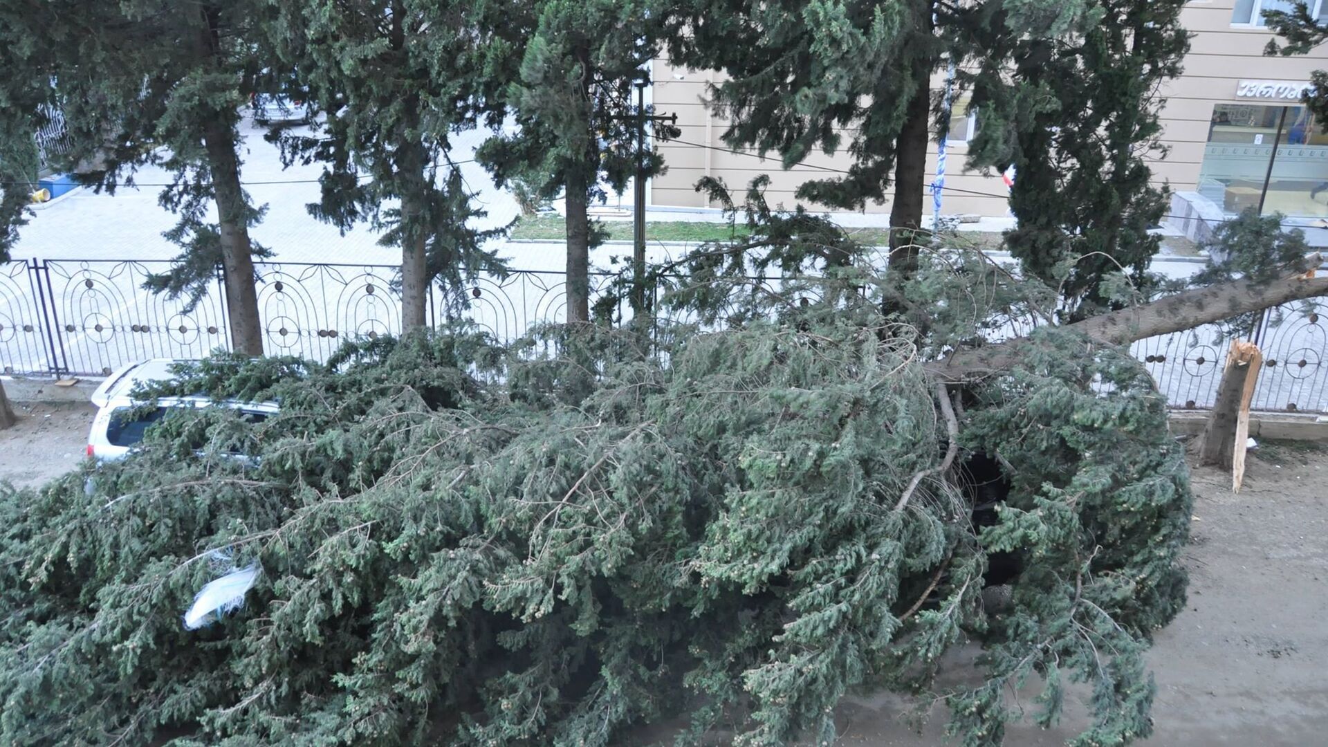 Дерево упало на машину в районе Надзаладеви в столице Грузии - Sputnik Грузия, 1920, 14.11.2022