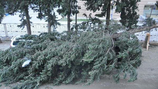 Дерево упало на машину в районе Надзаладеви в столице Грузии - Sputnik Грузия