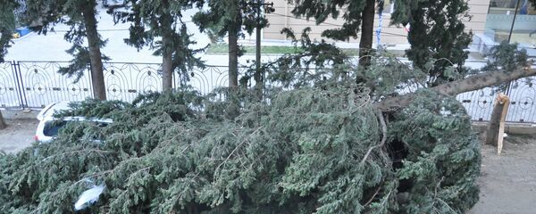 Дерево упало на машину в районе Надзаладеви в столице Грузии - Sputnik Грузия