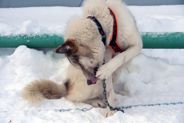 Гонки на собачьих упряжках в Новосибирске уже стали традиционными - Sputnik Грузия