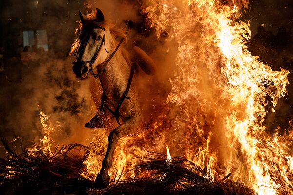 Лошадь с наездником прыгает через огонь во время ежегодного праздника Luminarias в канун Дня святого Антония, покровителя Испании, в деревне Сан-Бартоломе-де-Пинарес, к северо-западу от Мадрида - Sputnik Грузия