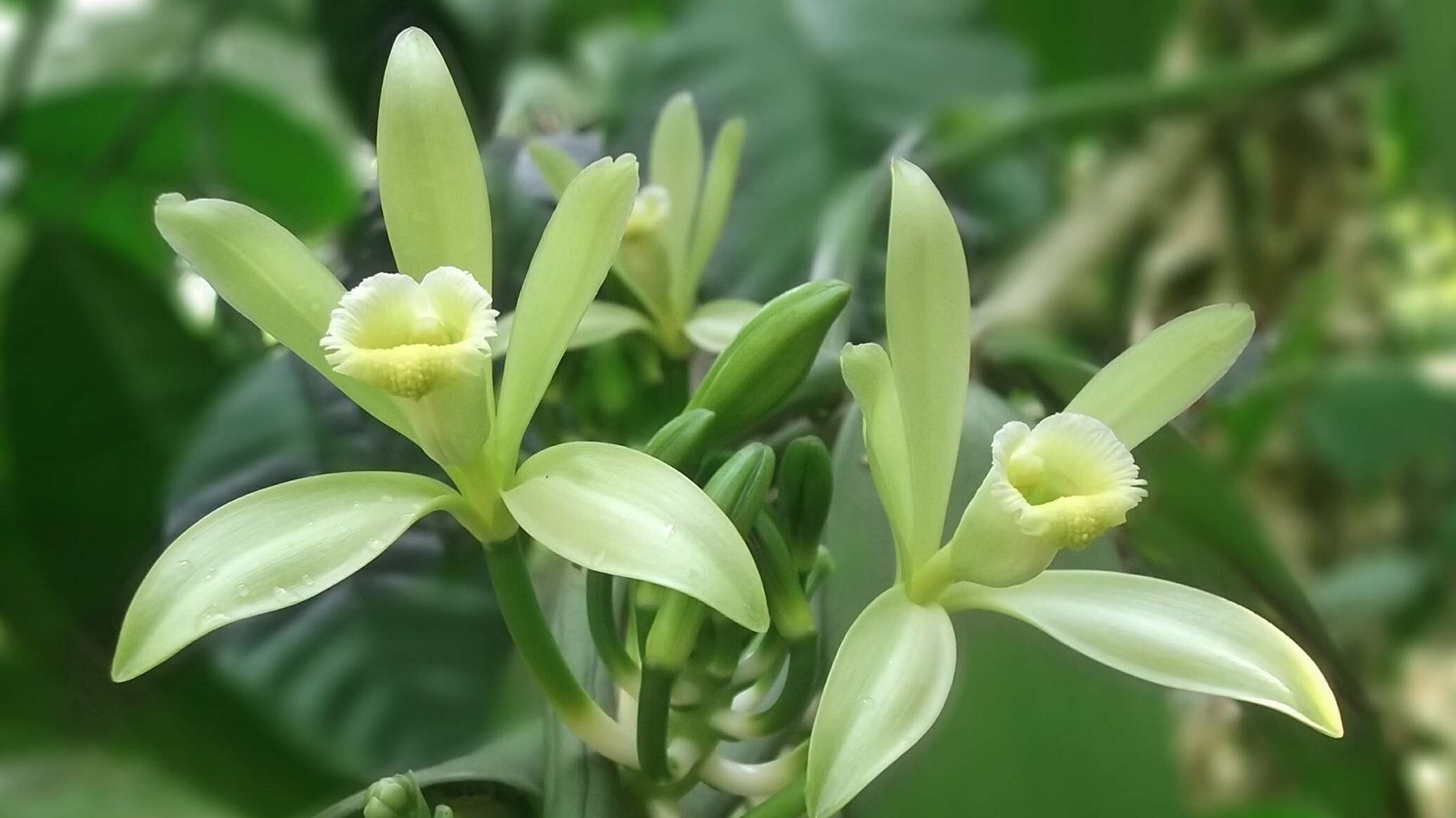 Vanilla planifolia