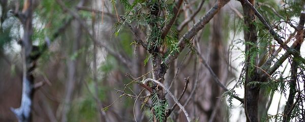 კუს ტბა ზამთარში - Sputnik საქართველო