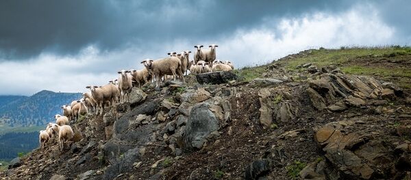Стадо овец на склоне горы Стадо овец на склоне горы - Sputnik Грузия
