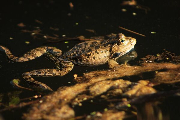 ბაყაყი - Sputnik საქართველო