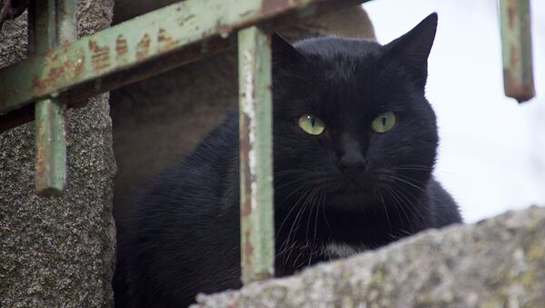 შავი კატა - Sputnik საქართველო