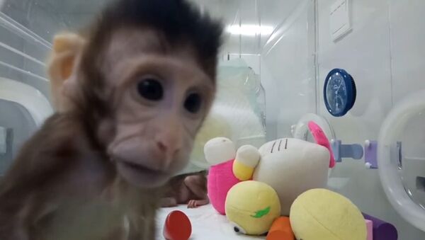 Китайские ученые показали первых в мире клонированных приматов - Sputnik Грузия
