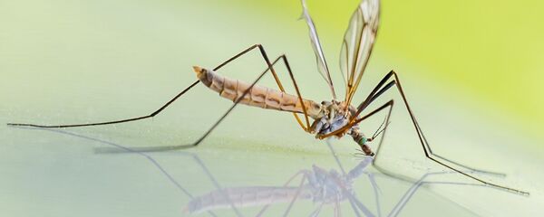 კოღო - Sputnik საქართველო